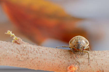 A sugarcane white grub or Phyllopoga Postanceensis crawls on a bilimbi tree branch, for nature, food, and season or autumn conceptの写真素材