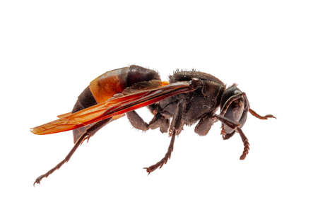 Side view of a brown and yellow house wasp, also known as the yellowjacket, hornet, is a wasp that aids pollination of agricultural crops, isolated on a white backgroundの写真素材