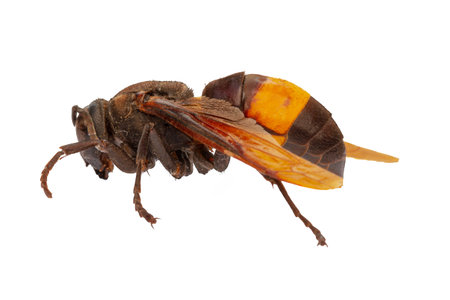 Side view of a brown and yellow house wasp, also known as the yellowjacket, hornet, is a wasp that aids pollination of agricultural crops, isolated on a white backgroundの写真素材