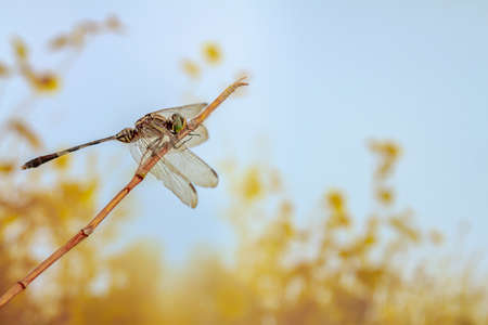 A dragonfly perched on a small branch, against a backdrop of bushes in warm weather, for the theme of nature and animal lifeの写真素材