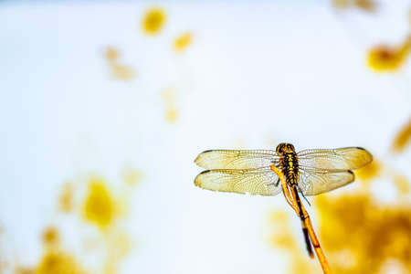 A dragonfly facing the sun, as an additional element for poetry and life motivation, with the concept of natureの写真素材