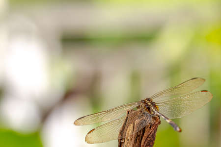 A dragonfly perched on the tip of a dry branch, green foliage background, for the concept of nature and animal lifeの写真素材