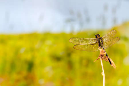 A dragonfly perched on a small branch, against the backdrop of a meadow in warm weather, nature conceptの写真素材