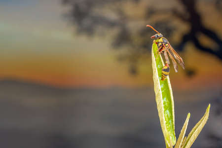 A wasp perched on a cattapa leaf, with a background of trees and plants in the twilight atmosphere, with copy spaceの写真素材