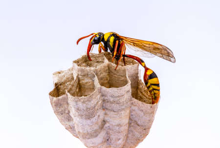 A wasp is working in its nest, clinging to wood, also known as the yellowjacket, hornet, isolated on a white backgroundの写真素材