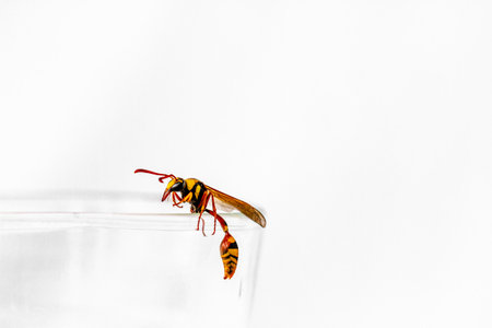 A wasp perched on the lip of a clear glass, nature and food conceptの写真素材