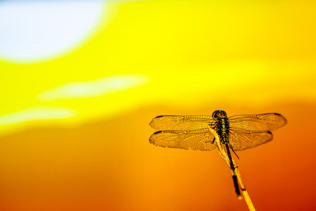 A dragonfly facing the sun, as an additional element for poetry and life motivation, with the concept of natureの写真素材