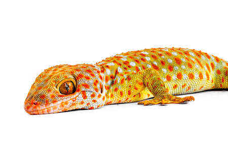 Half of the body of a gecko seen from the side, isolated on a white backgroundの写真素材
