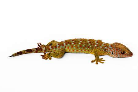 A gecko seen from the side, isolated on a white backgroundの写真素材
