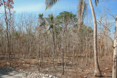 Long droughts cause fields to experience drought, some plants die and crop failures due to climate changeの写真素材