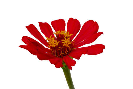 A red zinnia flower, isolated on white background, copy spaceの写真素材