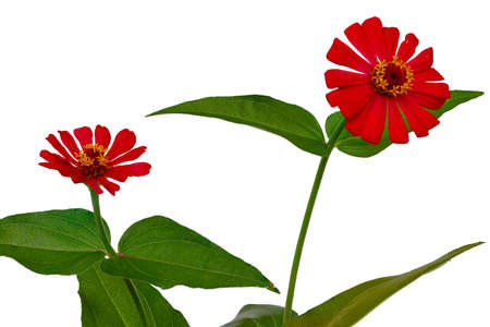 Two zinnia flowers with fresh green leaves, isolated on white background, nature conceptの写真素材