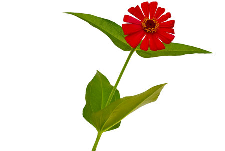A zinnia flower with its fresh green leaves, isolated on white background, nature conceptの写真素材