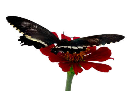 Brown butterfly perched on a red zinnia flower, isolated on white background, copy spaceの写真素材