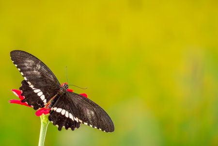 A brown butterfly perched on a red zinnia flower, with a vibrant green plant background, copy spaceの写真素材