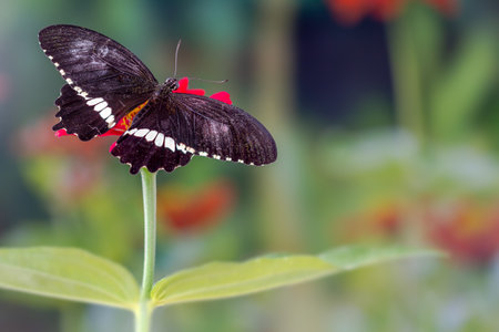 A brown butterfly perched on a red zinnia flower, with a plant background and bright sunlight, copy spaceの写真素材