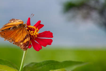 A brown butterfly perched on a red zinnia flower, has a soft green grass background and warm sunlight, copy spaceの写真素材