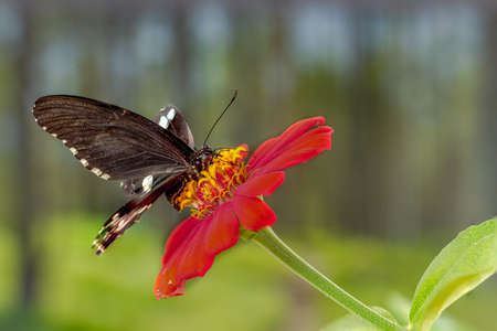 A brown butterfly perched on a red zinnia flower, with a plant background and bright sunlight, copy spaceの写真素材