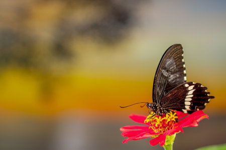 A brown butterfly perched on a red zinnia flower, has a background of autumn leaves and warm sunlight, copy spaceの写真素材