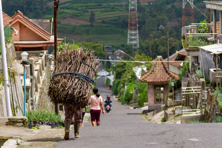 A woman is walking while carrying firewood, is a local resident on the hiking trail of Mount Merapi. BOYOLALI CENTRAL JAVA, INDONESIA - NOVEMBER 7, 2021.のeditorial素材
