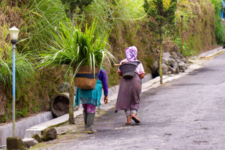 Two women doing daily activities, are local residents on the Mount Merapi hiking trail. BOYOLALI CENTRAL JAVA, INDONESIA - NOVEMBER 7, 2021.のeditorial素材