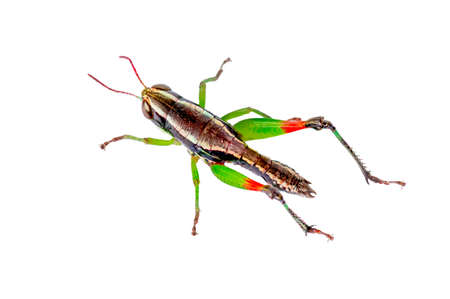 A leaf grasshopper has a combination of brown, orange, and green colors, isolated on white backgroundの写真素材