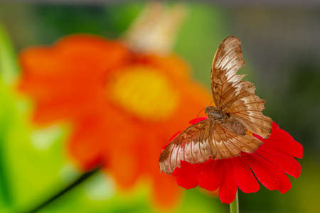 A brown butterfly perched on a red zinnia flower, has a blooming flower background and warm sunlight, copy spaceの写真素材
