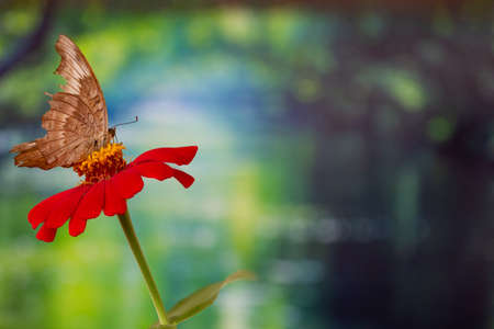 A brown butterfly perched on a red zinnia flower, has a background of tropical trees and warm sunlight, copy spaceの写真素材