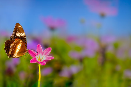 A brown butterfly flies over a rain lily flower, green plant background and colorful flowers, copy spaceの写真素材