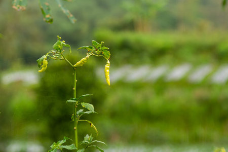 A chili plant growing in a meadow, plantation background on a cold mountain slope