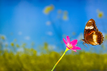 A brown butterfly flies over a rain lily flower, greenery background and bright sunshine, copy spaceの写真素材