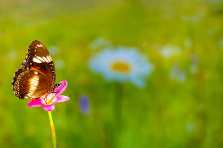 A brown butterfly flies over a rain lily flower, green plant background and colorful flowers, copy spaceの写真素材