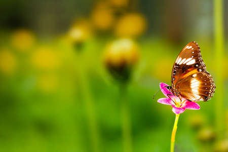 A brown butterfly flies over a rain lily flower, green plant background and colorful flowers, copy spaceの写真素材