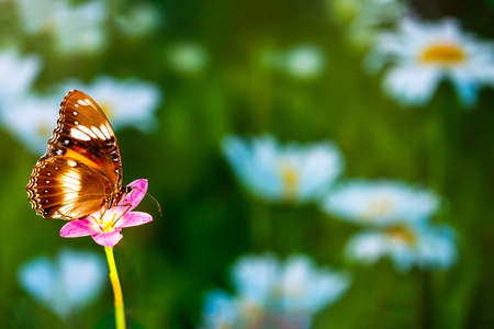 A brown butterfly flies over a rain lily flower, green plant background and colorful flowers, copy spaceの写真素材