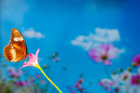 A brown butterfly flies over a rain lily flower, green plant background and colorful flowers, copy spaceの写真素材