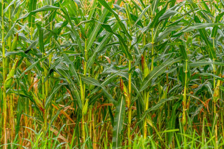 A group of corn plants bearing fruit in a field with a traditional farming systemの写真素材