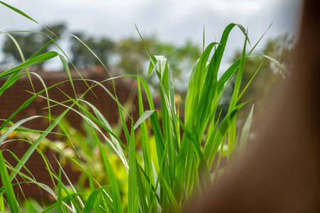 A group of grass leaves in the form of pointed blades, green in color, blurred green grass background, nature and sustainability themeの写真素材