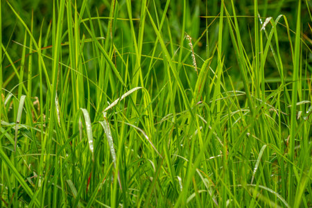 A group of grass leaves in the form of pointed blades, green in color, blurred green grass background, nature and sustainability themeの写真素材