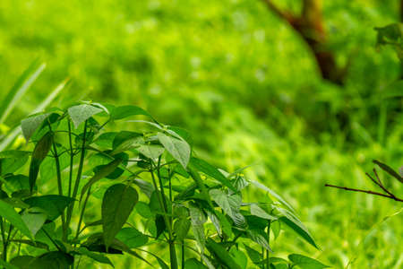 A bunch of grass leaves in the shape of love blades, green in color, blurry green grass background, nature and sustainability themeの写真素材