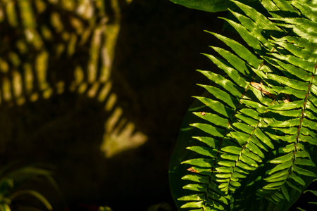 The leaves of the fern plant are green which have an elongated shape, have a regular pattern, and...