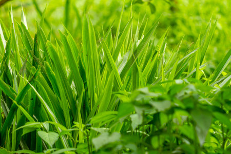 A group of grass leaves in the form of pointed blades, green in color, blurred green grass...