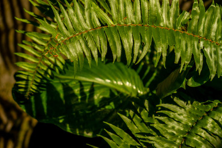 The leaves of the fern plant are green which have an elongated shape, have a regular pattern, and...