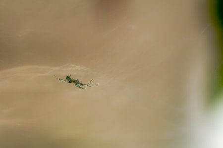 A spider is waiting for its prey in its web, blurred background of green leaves and brown logs,...