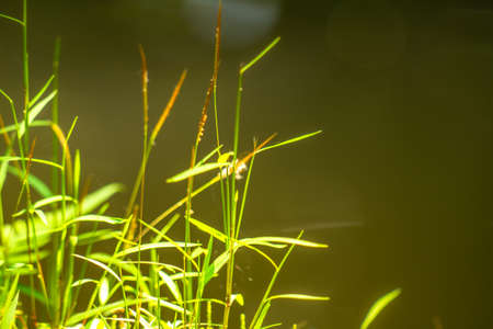 Green wild grass with blurred green leaves background, nature themeの写真素材