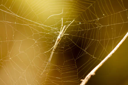A spider is waiting for its prey in its web, blurred background of green leaves and brown logs, nature conceptの写真素材