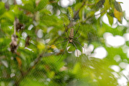 A spider is waiting for prey in its web, blurred green leaves background, nature concept