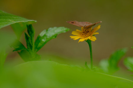 A brown butterfly looking for honey and perched on a yellow creeping buttercup flower blurred green...