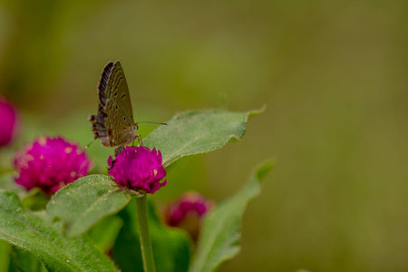 A brown butterfly looking for honey and perched on a pink zinnia flower on a blurry green leaf...