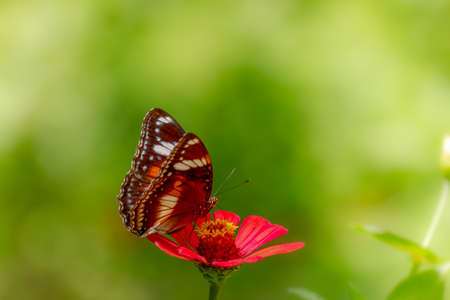 A butterfly in a combination of black, brown, and white is looking for honey and perches on a red zinnia flower on a blurred green foliage background, nature conceptの写真素材