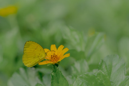 A yellow butterfly looking for honey and perched on a yellow creeping buttercup flower blurred green...